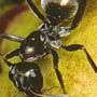 antsmarching654
ants